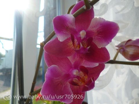 Зацвели мои красотки!