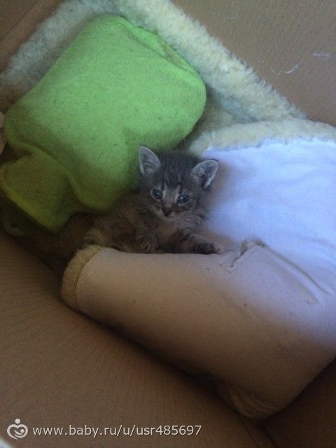 А правда, что нельзя менять имя котёнку?