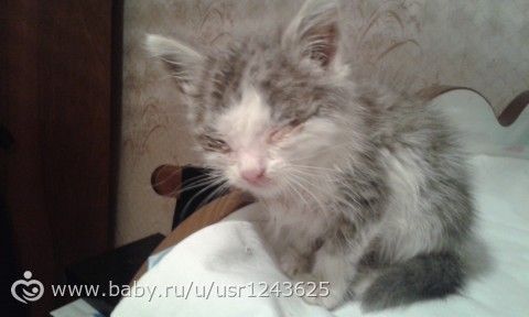 Посоветуйте капли для глазок котенку