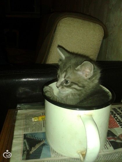 Все таки коты это жидкость