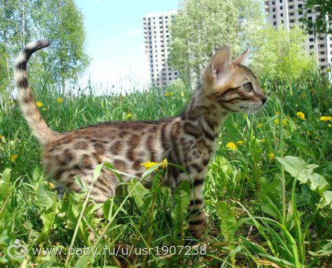 Солнечные фотосессии с котятами