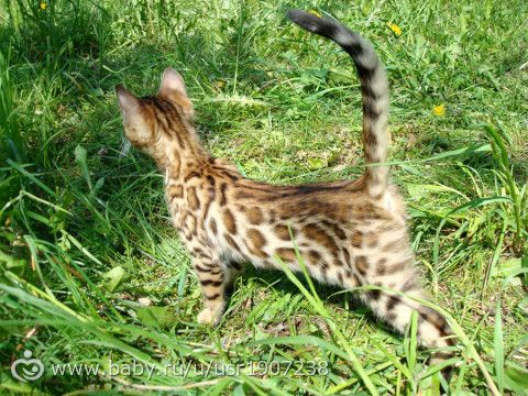 Солнечные фотосессии с котятами
