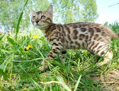 Солнечные фотосессии с котятами