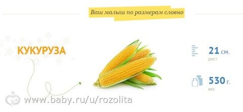 24 недели беременности. Описание, сколько это месяцев, и т д)