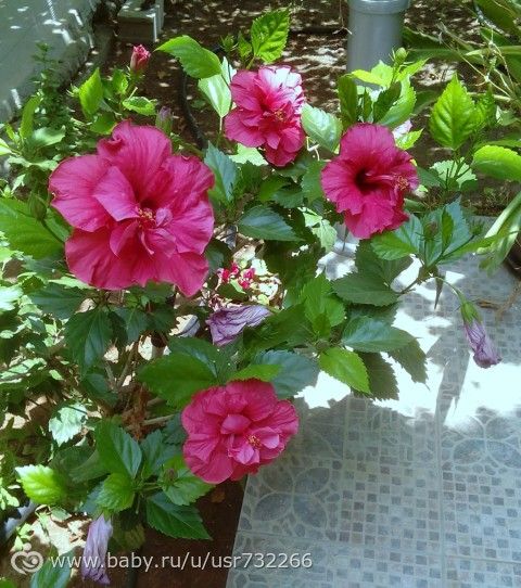 Розы..... Китайские. Гибискус.