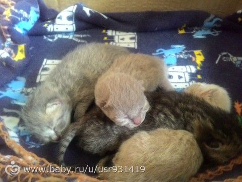 А вот и наше пополнение)))