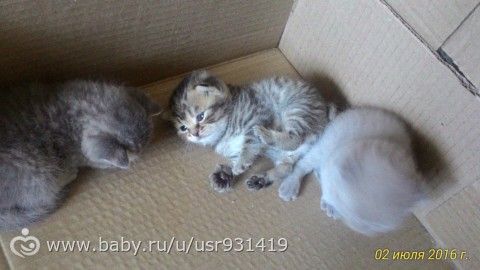 Вот тебе и генетика