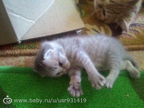Вот тебе и генетика