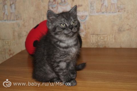 Клички для котят