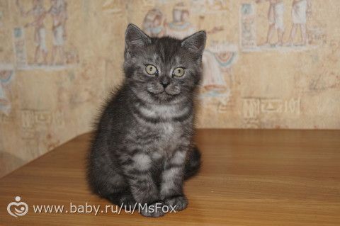 Клички для котят