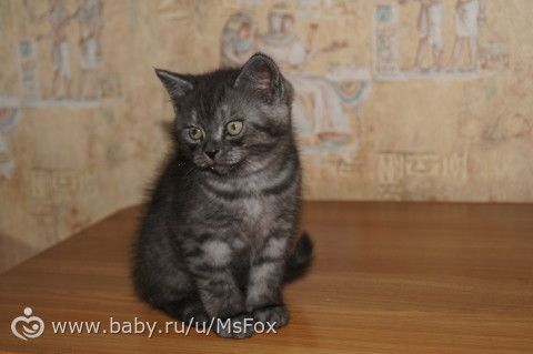 Клички для котят