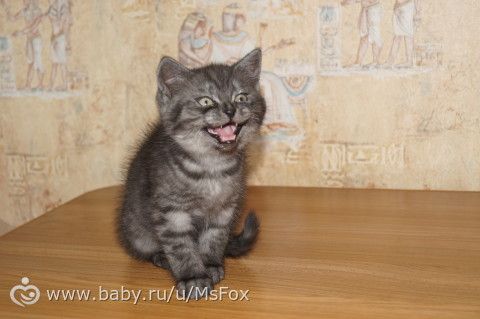 Клички для котят