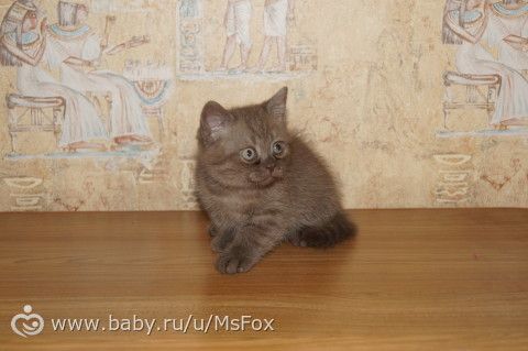 Клички для котят
