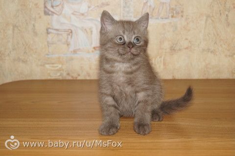 Клички для котят