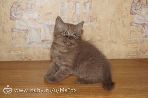 Клички для котят