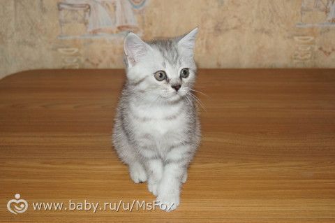 Клички для котят