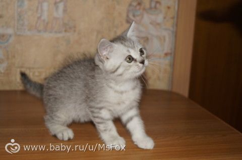 Клички для котят
