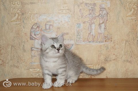 Клички для котят