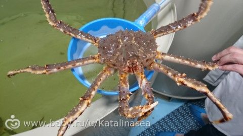 Первый взгляд на Сахалин