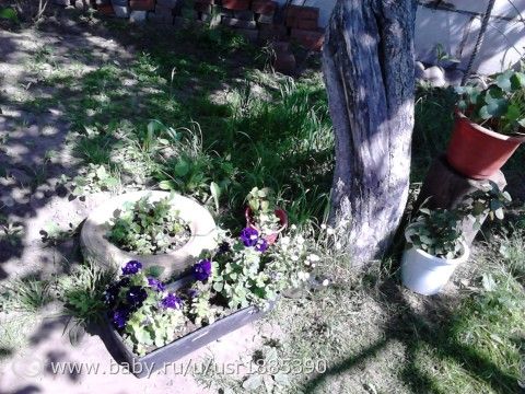 Мой первый урожайчик в этом году)))и не так давно полюбившаяся мне петуния...