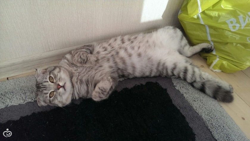 Царь! Очень приятно, Царь!