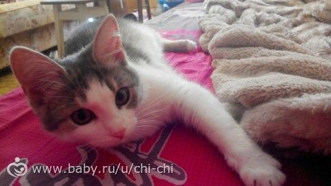 Кошка ужасно сильно линяет