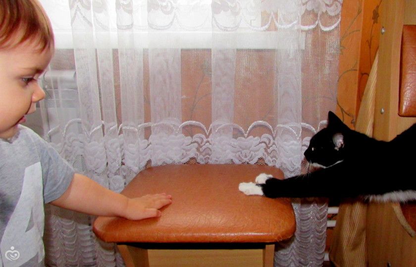 Фото нашего дня. Доброе утро, кошка!