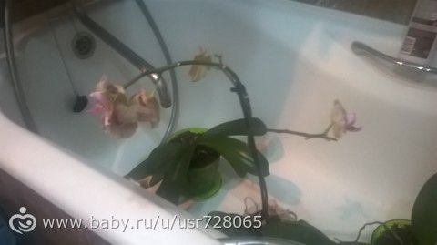 орхи