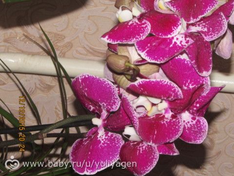 Орхачки моя любовь)))