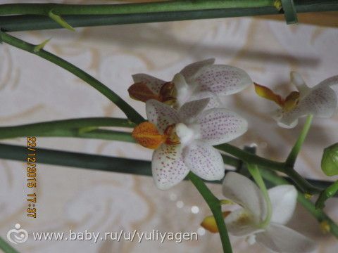 Орхачки моя любовь)))