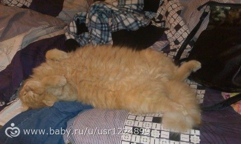 чем стричь кота?