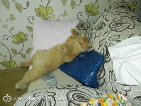 чем стричь кота?