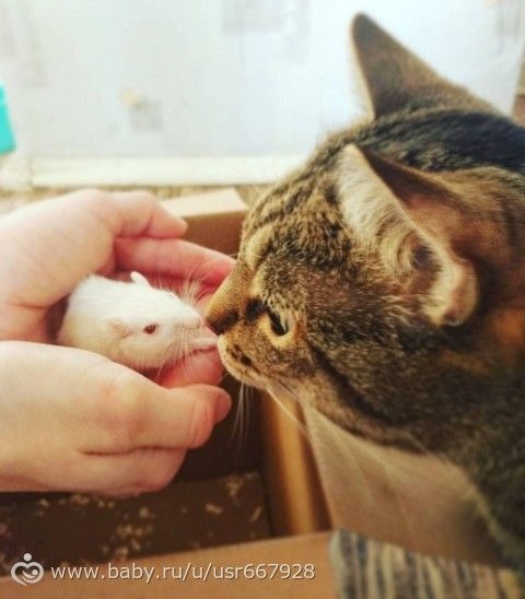 Самое приятное в ленту: еда и котики.