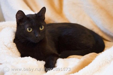 Кошечка Тюмень!