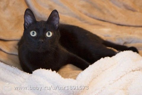 Кошечка Тюмень!