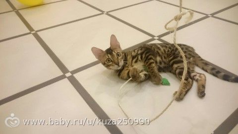 Перелёт с котом, рассказывайте, делитесь опытом, советуйте😺