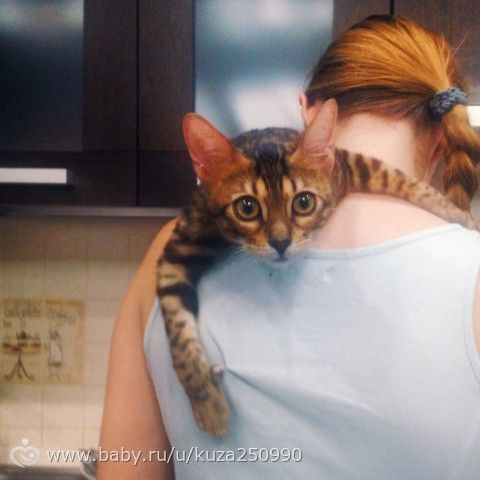 Перелёт с котом, рассказывайте, делитесь опытом, советуйте😺