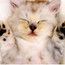 Котя Котя
