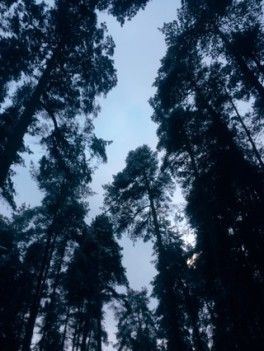 Лес 🌳 Лес 🌳