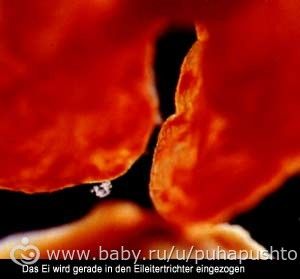 Сколько длится имплантация эмбриона в матку 26
