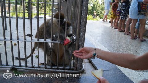 Абхазия, её реальность и &amp;amp;amp;amp;quot;попсовые&amp;amp;amp;amp;quot; экскурсии-1. 3 часть нашего большого путешествия