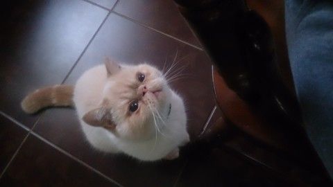 Братья наши меньшие 😻 Братья наши меньшие 😻