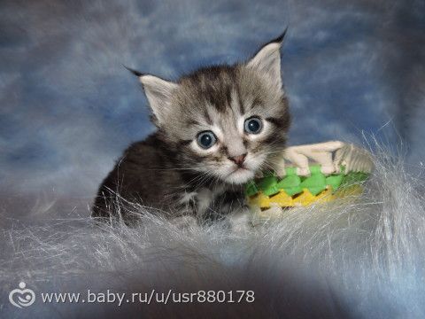 Сладость!