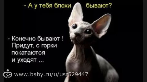 Друзья наши меньшие..длиннопост)