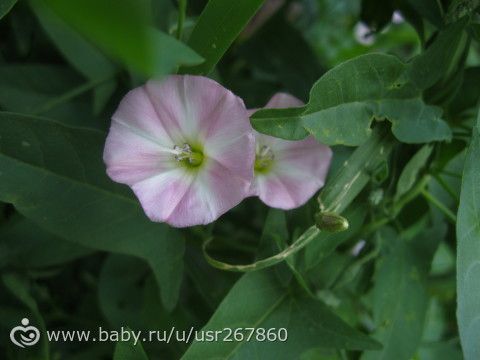 Давненько я вас не радовала цветами :)