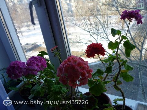 Радуют меня мои красавицы