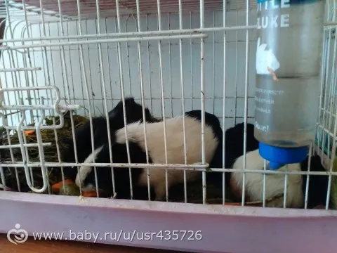 Прогулка по Барановскому саду