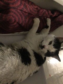 Кошка Кошка
