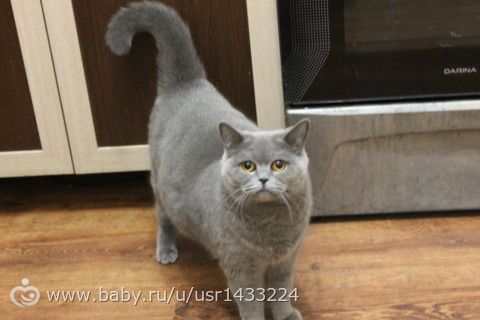 Прибавление в кошачьем семействе))И проблемы с поведением...