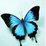 Butterfly Butterfly